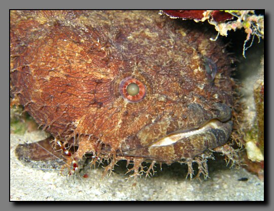 toadfish and banded shrimp